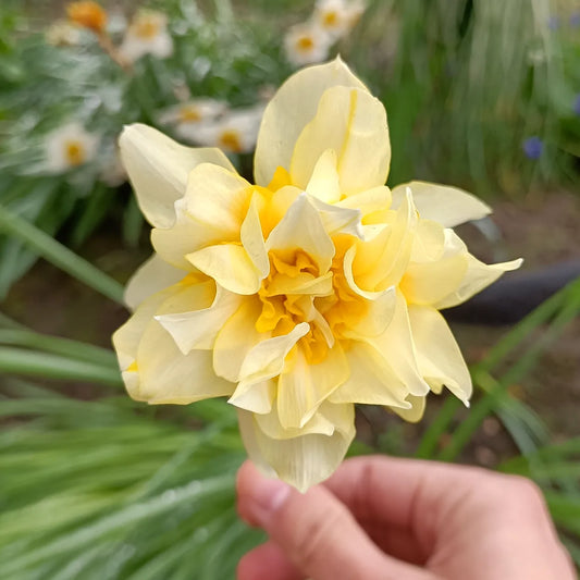 Les Charmes Florales du Printemps : Un Guide pour Célébrer la Saison des Fleurs